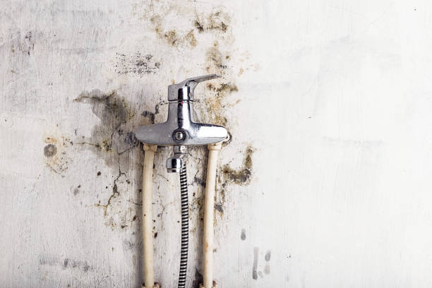 Best Mold Remediation  in Enola, PA