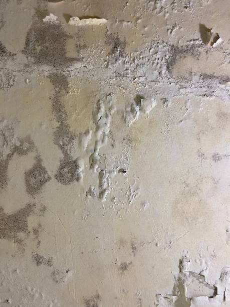 Best Mold Damage Repair  in Enola, PA
