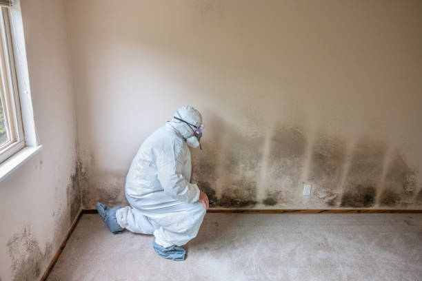 Best Certified Mold Removal  in Enola, PA