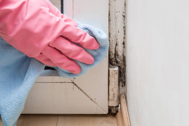 Certified Mold Removal in Enola, PA
